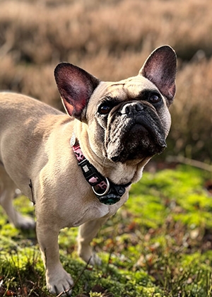 Coco , Bürohund, Berlin