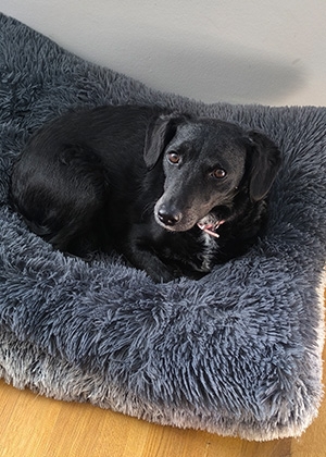 Luna , Bürohund, Berlin